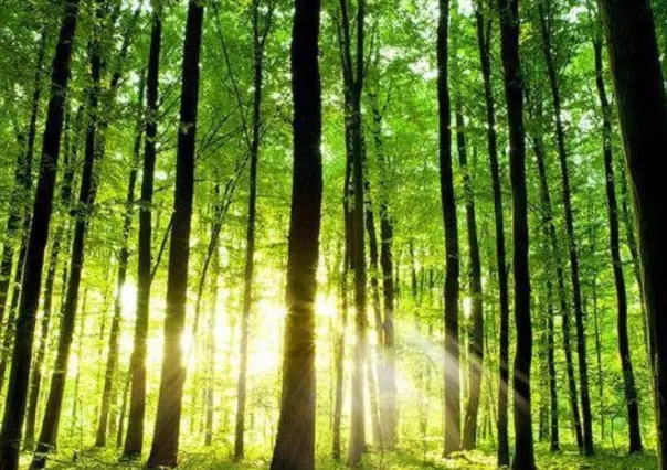 Esta plaga forestal amenaza las zonas de bosque templado en Tamaulipas