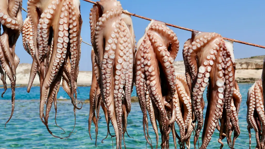 Pesca ilegal en Yucatán: registran 10 decomisos en los últimos meses
