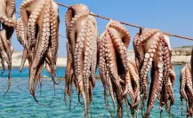 Pesca ilegal en Yucatán: registran 10 decomisos en los últimos meses