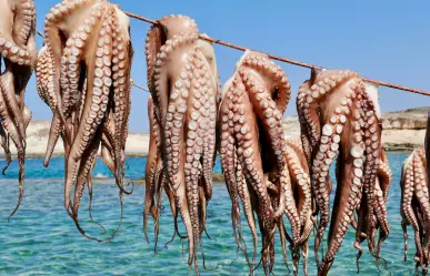 Pesca ilegal en Yucatán: registran 10 decomisos en los últimos meses