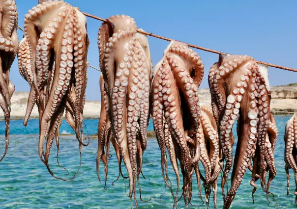 Pesca ilegal en Yucatán: registran 10 decomisos en los últimos meses