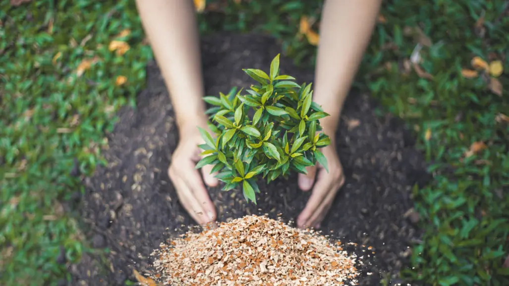 Este fertilizante casero embellece tus plantas y hace florecer tu jardín por muy poco dinero