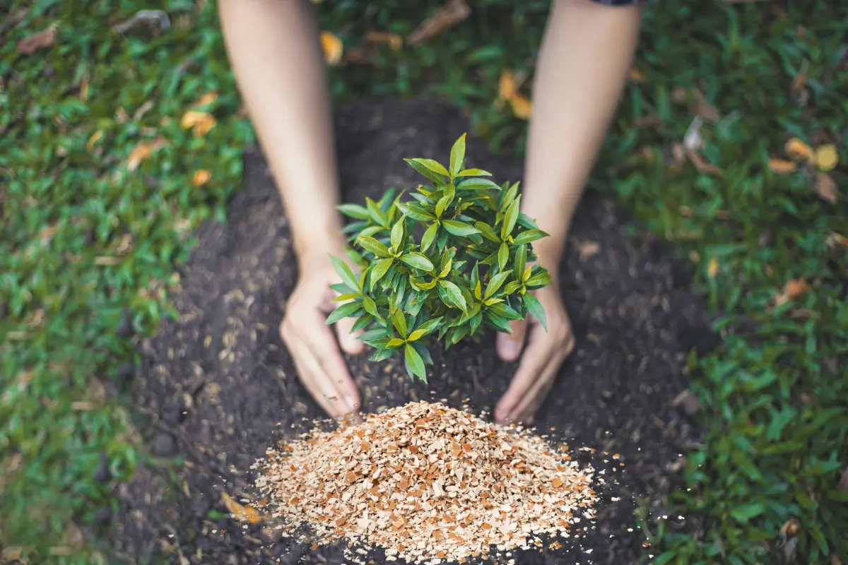 El fertilizante casero es muy económico e incluso sin costo cuando se hace con los residuos de los alimentos que se consumen en el hogar. Foto: Canva