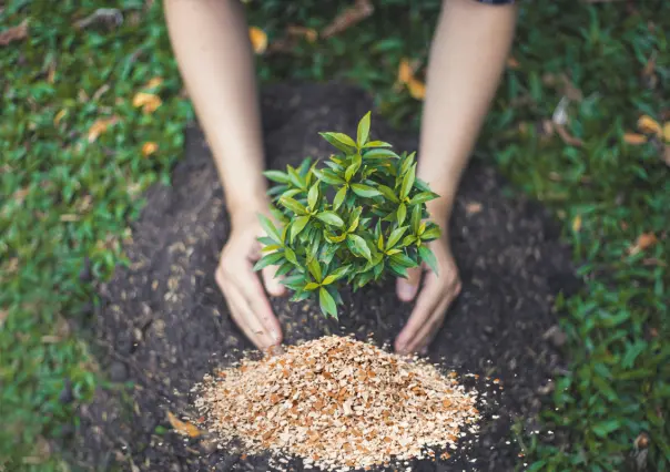 Este fertilizante casero embellece tus plantas y hace florecer tu jardín por muy poco dinero