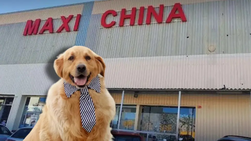 Estos artículos para tu mascota los puedes encontrar en las Maxi China de Nuevo León