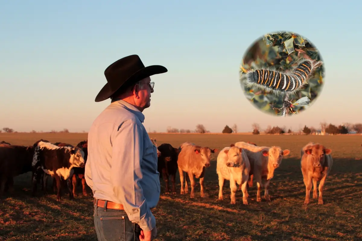Un hombre con sombrero, ganado y un gusano. Foto: Canva