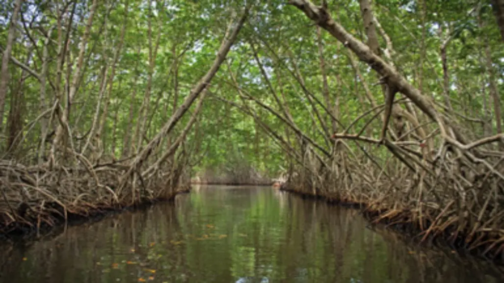 Reforestan mangle en Tamaulipas para enfrentar el cambio climático y proteger la costa