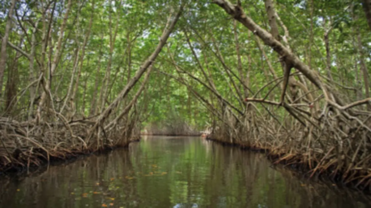 Su presencia no solo embellece el paisaje, sino que también se convierte en un aliado natural en la lucha contra el cambio climático. Foto: SEMARNAT