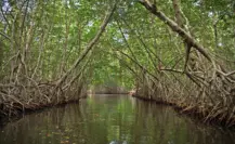 Reforestan mangle en Tamaulipas para enfrentar el cambio climático y proteger la costa