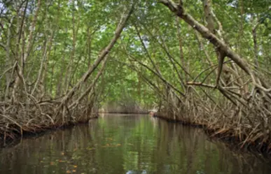 Reforestan mangle en Tamaulipas para enfrentar el cambio climático y proteger la costa