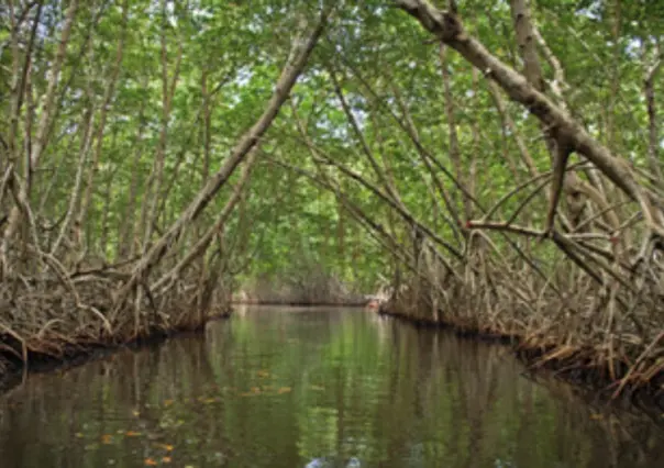 Reforestan mangle en Tamaulipas para enfrentar el cambio climático y proteger la costa