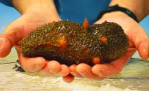 Pepino de Mar en Yucatán: Celestún busca recuperar el mar y su futuro pesquero