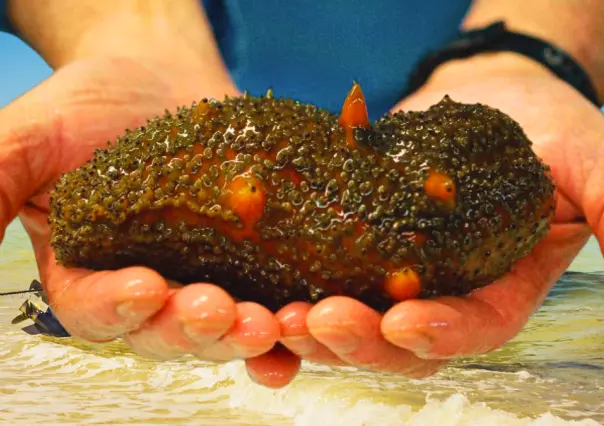 Pepino de Mar en Yucatán: Celestún busca recuperar el mar y su futuro pesquero