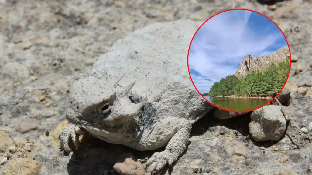 ¿Cuántos reptiles viven en el Cañón de Fernández, el increíble Parque Estatal de Durango?