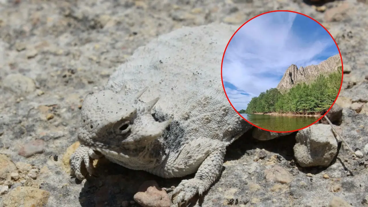 El Cañón de Fernández es el hogar de una amplia diversidad de flora y fauna. Foto: Enciclovida Conabio/ Facebook Santa Anita Ranch.