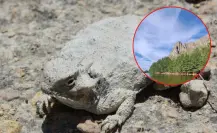 ¿Cuántos reptiles viven en el Cañón de Fernández, el increíble Parque Estatal de Durango?