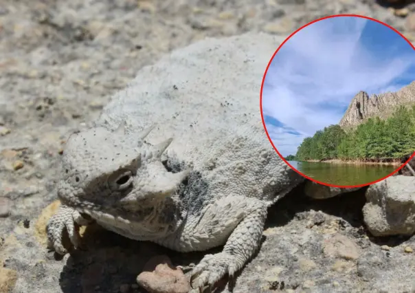 ¿Cuántos reptiles viven en el Cañón de Fernández, el increíble Parque Estatal de Durango?