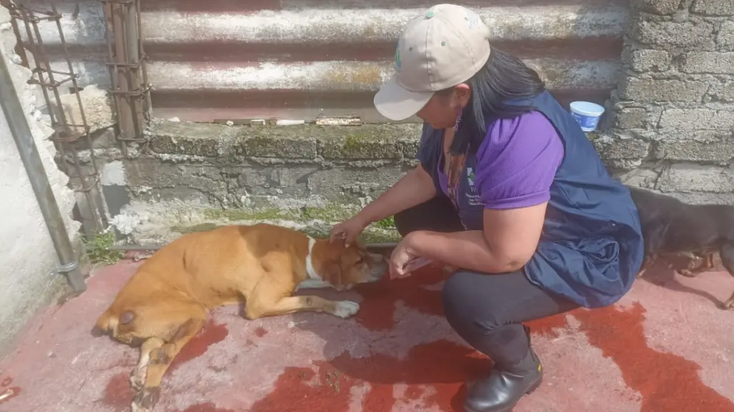 VIDEO | Captan maltrato a perritos en azotea de casa y PAOT CDMX los rescata