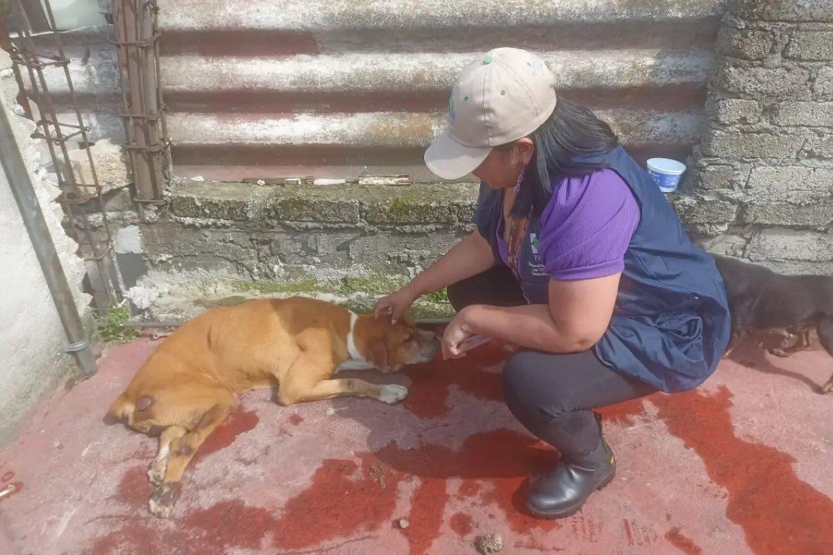 Rescate de perritos en CDMX. Foto: @PAOT | Canva