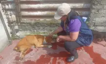VIDEO | Captan maltrato a perritos en azotea de casa y PAOT CDMX los rescata