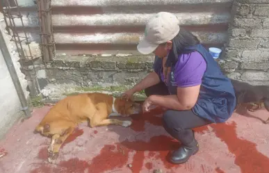 VIDEO | Captan maltrato a perritos en azotea de casa y PAOT CDMX los rescata