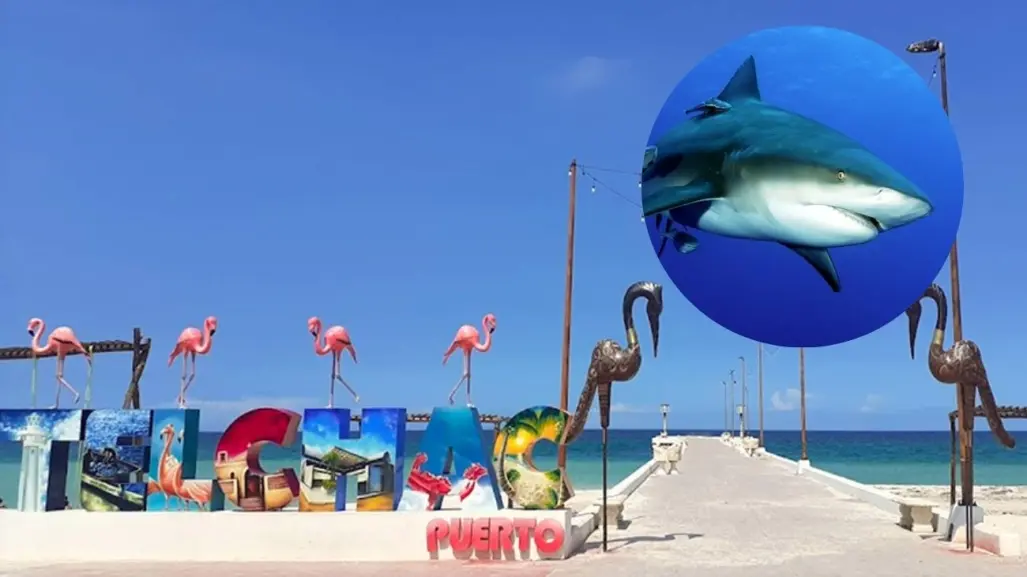 Captan a tiburón nadando en playas de Telchac Puerto