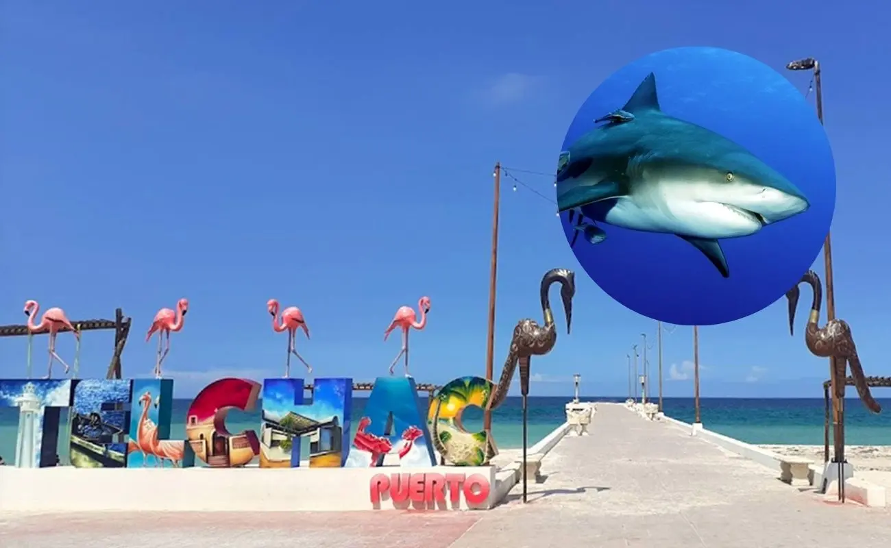 ¿Dónde fue grabado el tiburón nadando en las playas de Yucatán? Foto: Canva