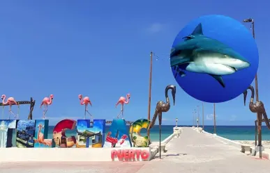 Captan a tiburón nadando en playas de Telchac Puerto