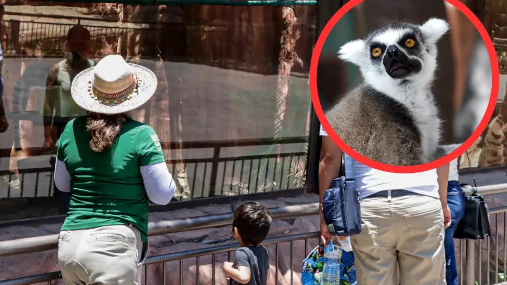 En este zoológico de Tamaulipas puedes encontrar más de 80 especies, ideal para niños y familia