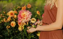 3 plantas con flor fáciles de cuidar y perfectas para dar color a tu jardín