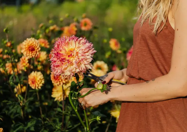 3 plantas con flor fáciles de cuidar y perfectas para dar color a tu jardín