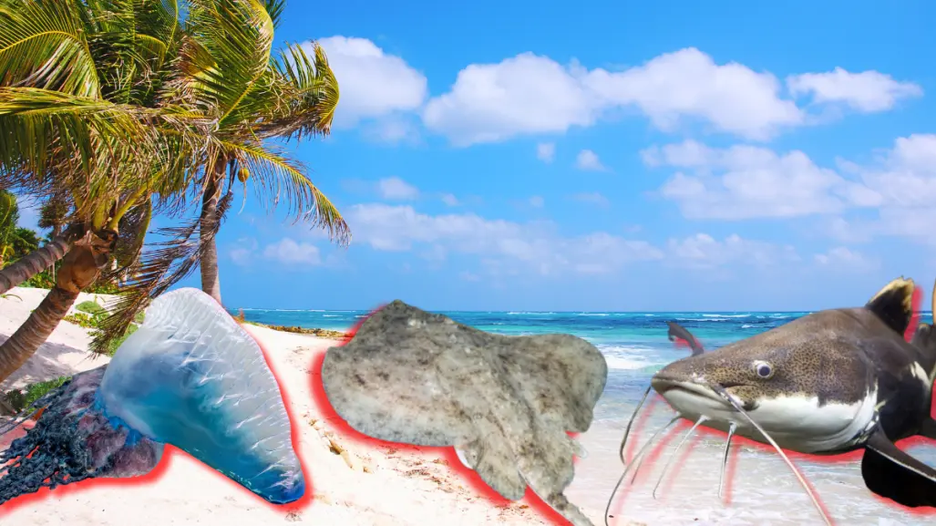 Bagres, aguamalas y otros peligrosos animales marinos en la costa de Yucatán