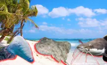 Bagres, aguamalas y otros peligrosos animales marinos en la costa de Yucatán