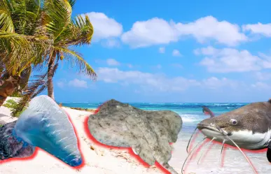 Bagres, aguamalas y otros peligrosos animales marinos en la costa de Yucatán