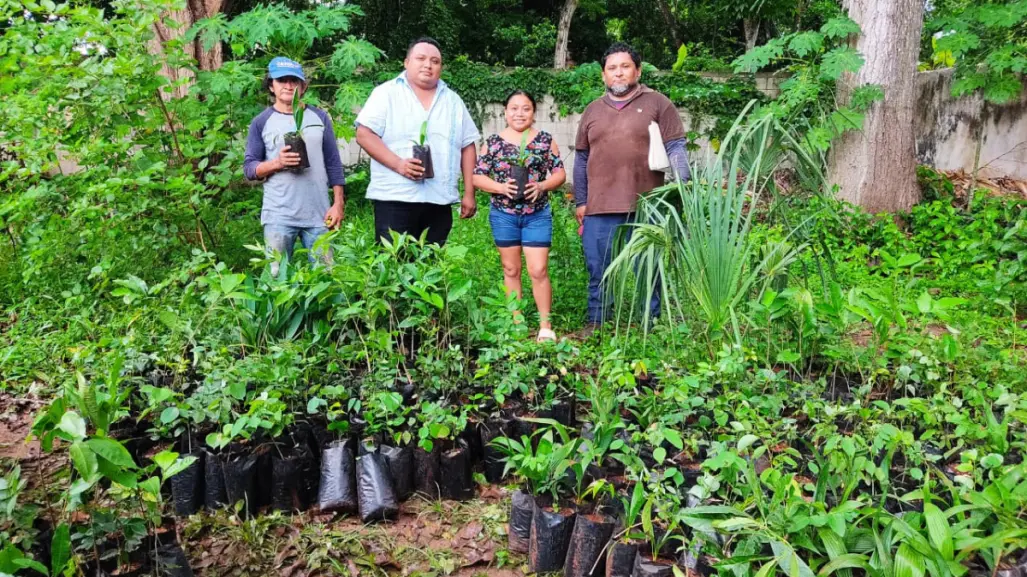 Fortalecen reforestación en el sur de Yucatán con la entrega de más de 16 mil árboles multipropósito