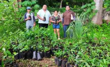 Fortalecen reforestación en el sur de Yucatán con la entrega de más de 16 mil árboles multipropósito