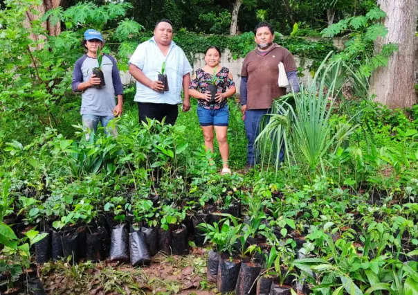 Fortalecen reforestación en el sur de Yucatán con la entrega de más de 16 mil árboles multipropósito