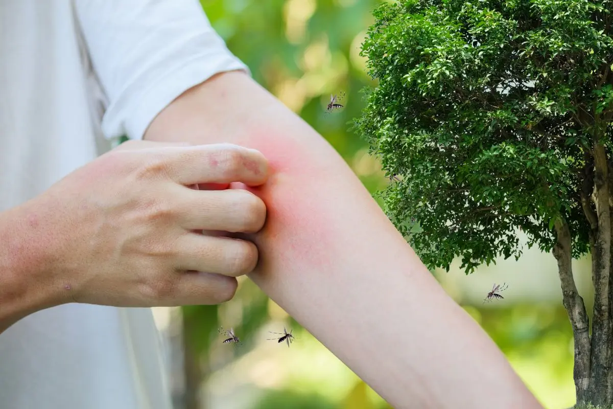 Estos arboles en Coahuila mantienen a raya a los mosquitos / Foto: Composición de Canva