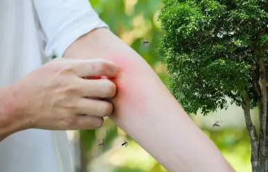 Esos árboles en Coahuila son repélense naturales de mosquitos para el hogar, ¿los conoces? 