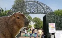 ¿Dónde ver capibaras en CDMX? Estos son los 3 lugares para conocer al roedor más grande del mundo