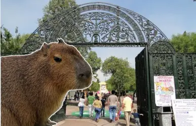 ¿Dónde ver capibaras en CDMX? Estos son los 3 lugares para conocer al roedor más grande del mundo