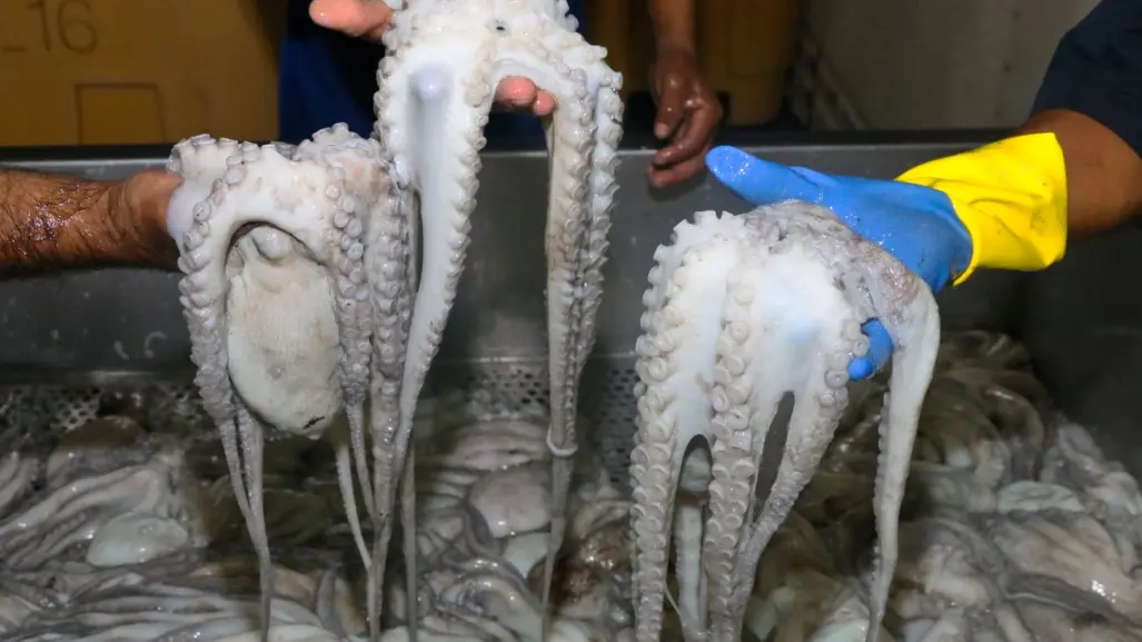 Así inicia la temporada de captura de pulpo en Yucatán