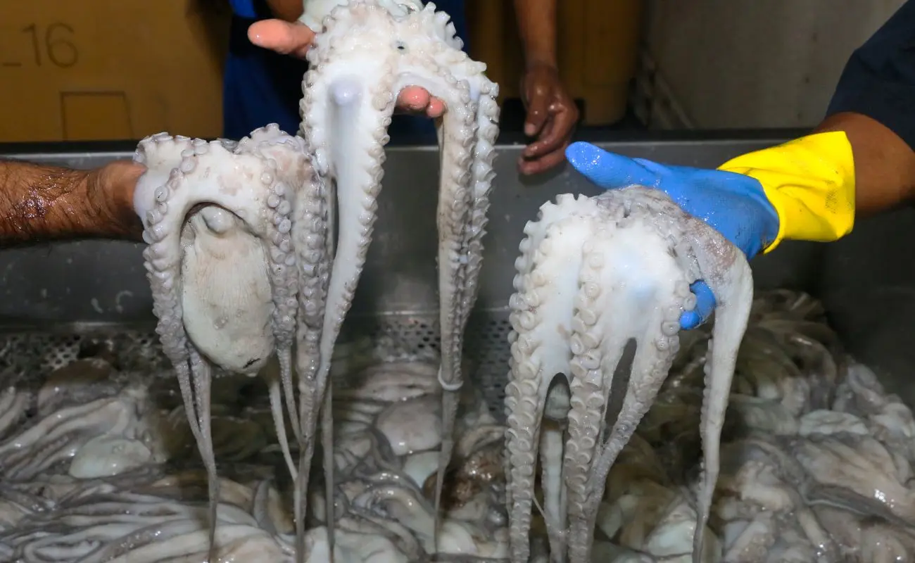 Arranca la temporada de captura de pulpo en Yucatán: incertidumbre y retos Foto: Gobierno de México | Canva