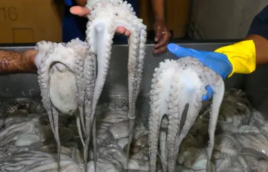 Así inicia la temporada de captura de pulpo en Yucatán