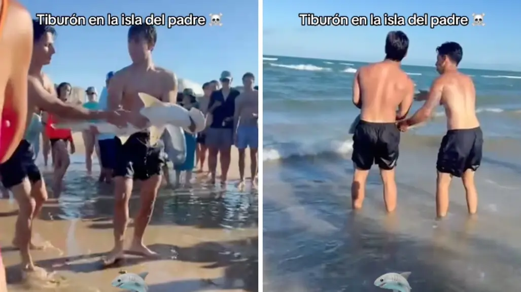 ¡Bebé tiburón! Regios rescatan a animalito en la Isla del Padre I VIDEO