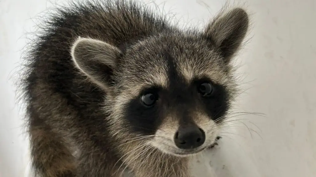 ¡Llegan los mapaches a POSTA! Protección Civil San Pedro rescata a animalito I FOTOS