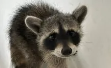 ¡Llegan los mapaches a POSTA! Protección Civil San Pedro rescata a animalito I FOTOS
