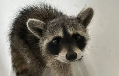¡Llegan los mapaches a POSTA! Protección Civil San Pedro rescata a animalito I FOTOS