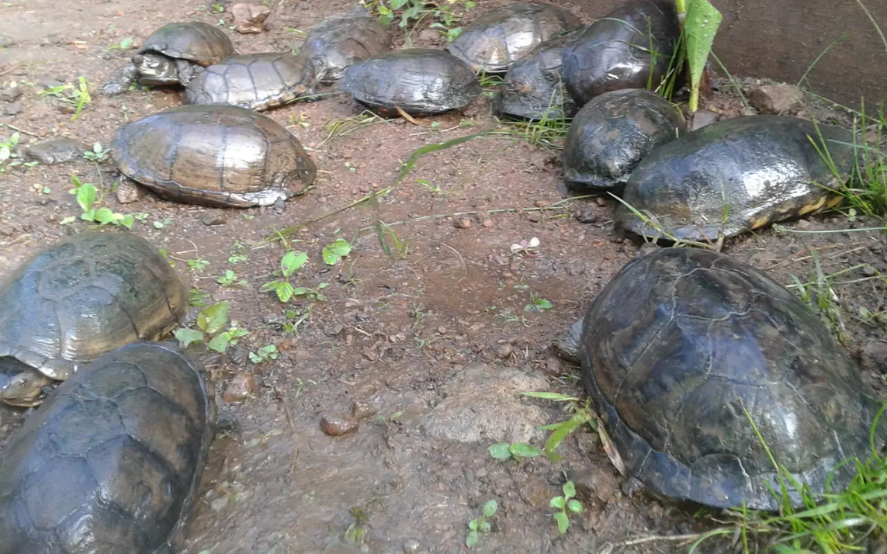 Mali Xanat Campamento Tortuguero en Malinalco. Foto: Flicker