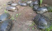 El parque ecoturístico oculto en Edomex para acampar y convivir con tortugas en su hábitat natural